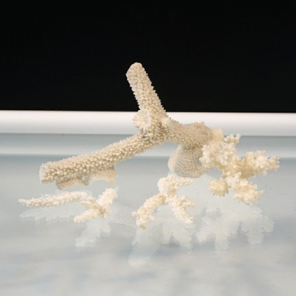 Corals Lot Natural Sea Corals Decorative Display Aquarium